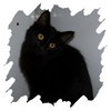 Kittles