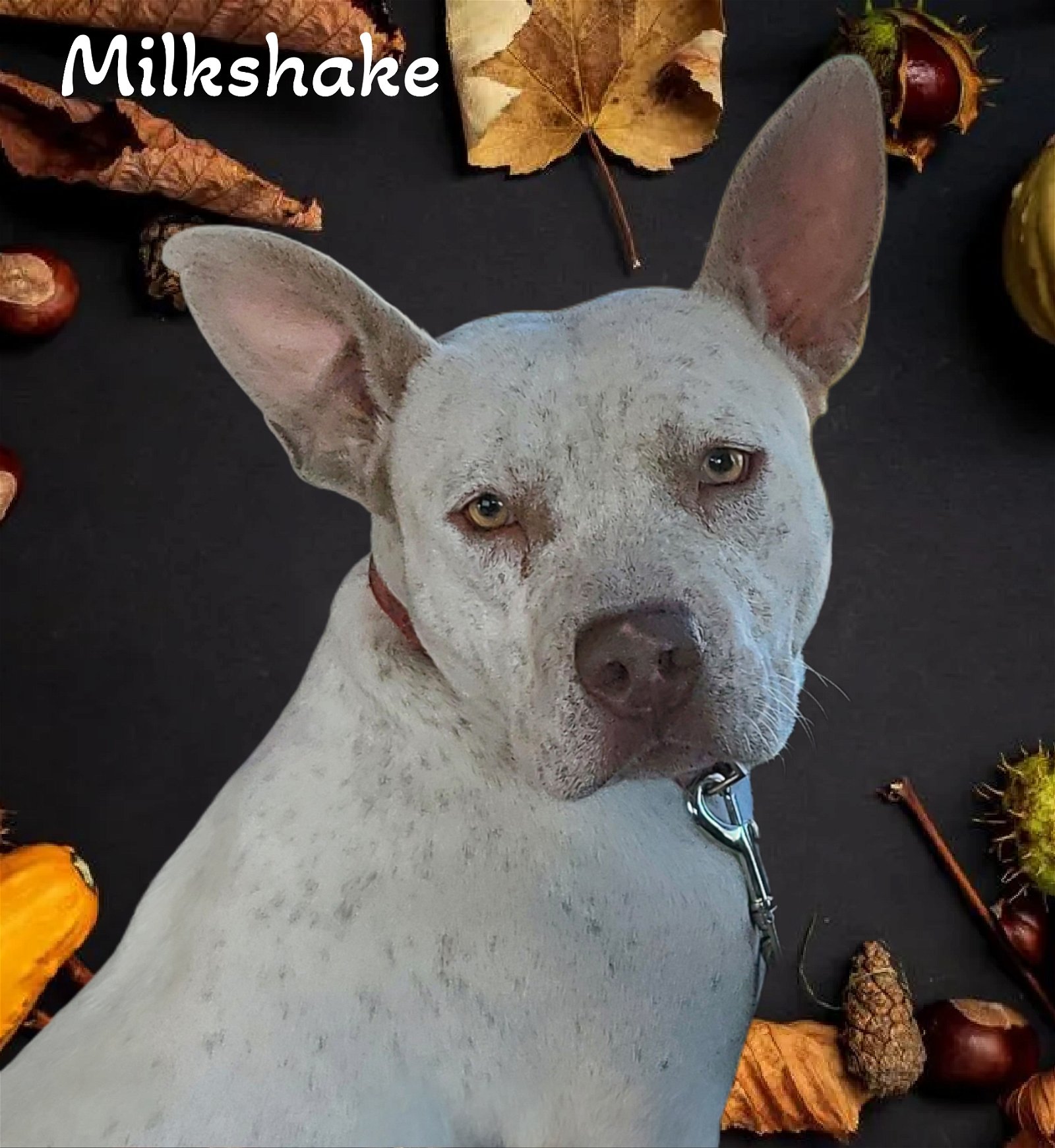 adoptable Dog in Phelan, CA named Milkshake
