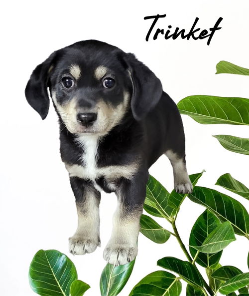 Trinket