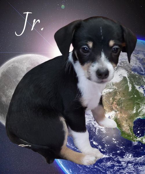Jr.