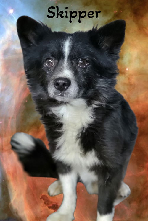 Skipper