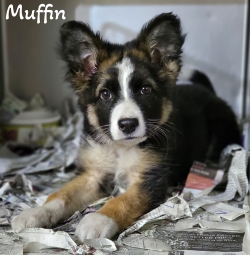 Muffin