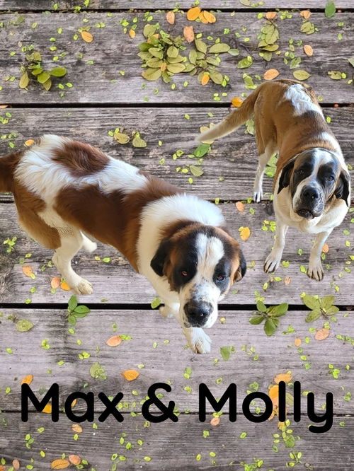 Max & Molly