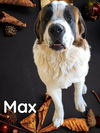 Max & Molly