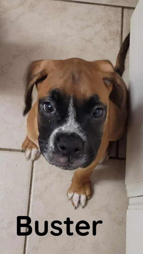 Buster
