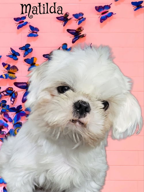 Matilda