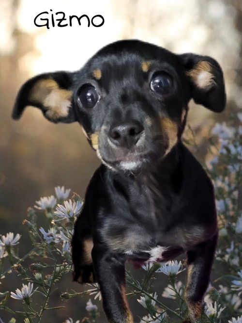 Gizmo