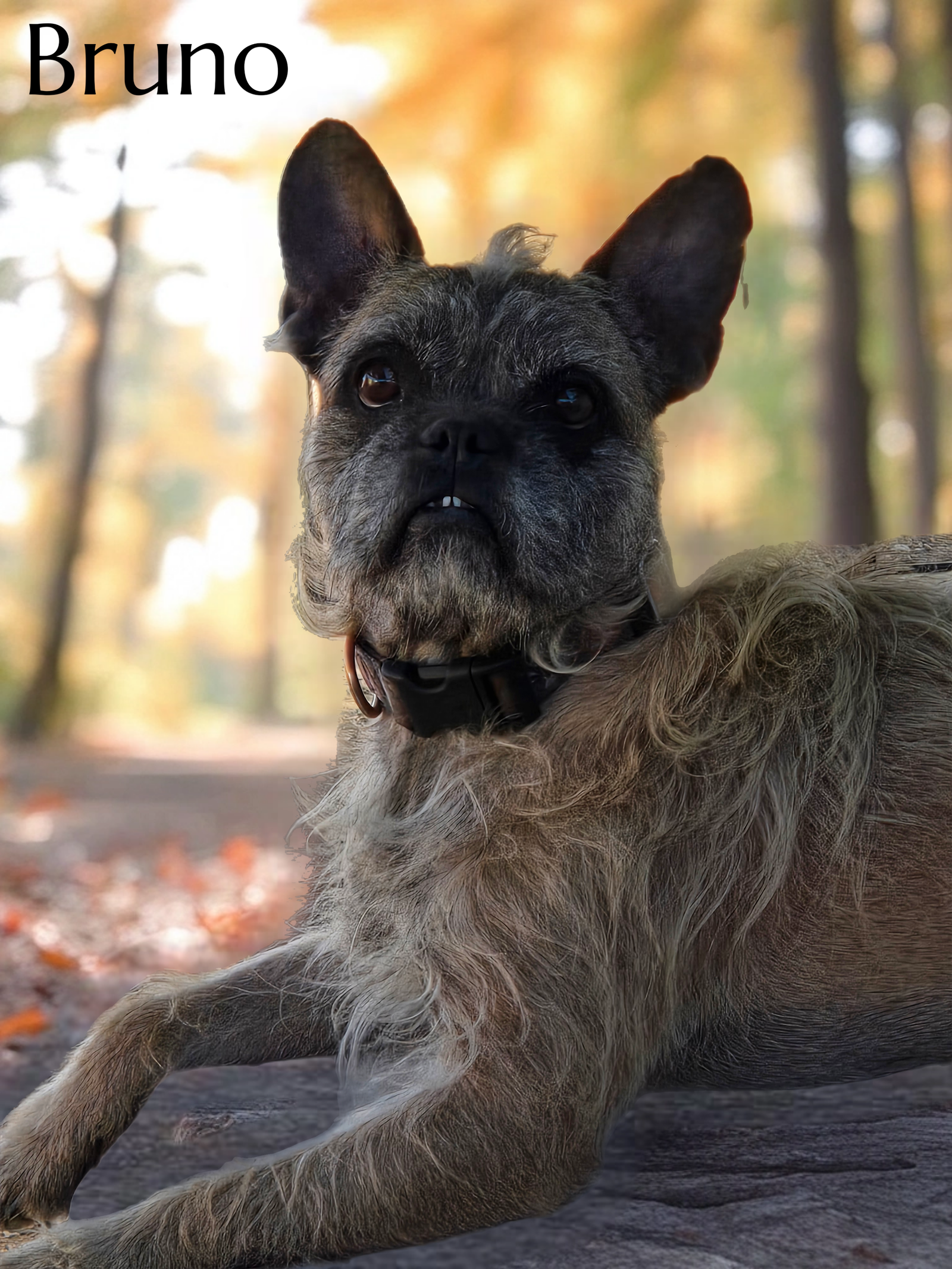 Bruno