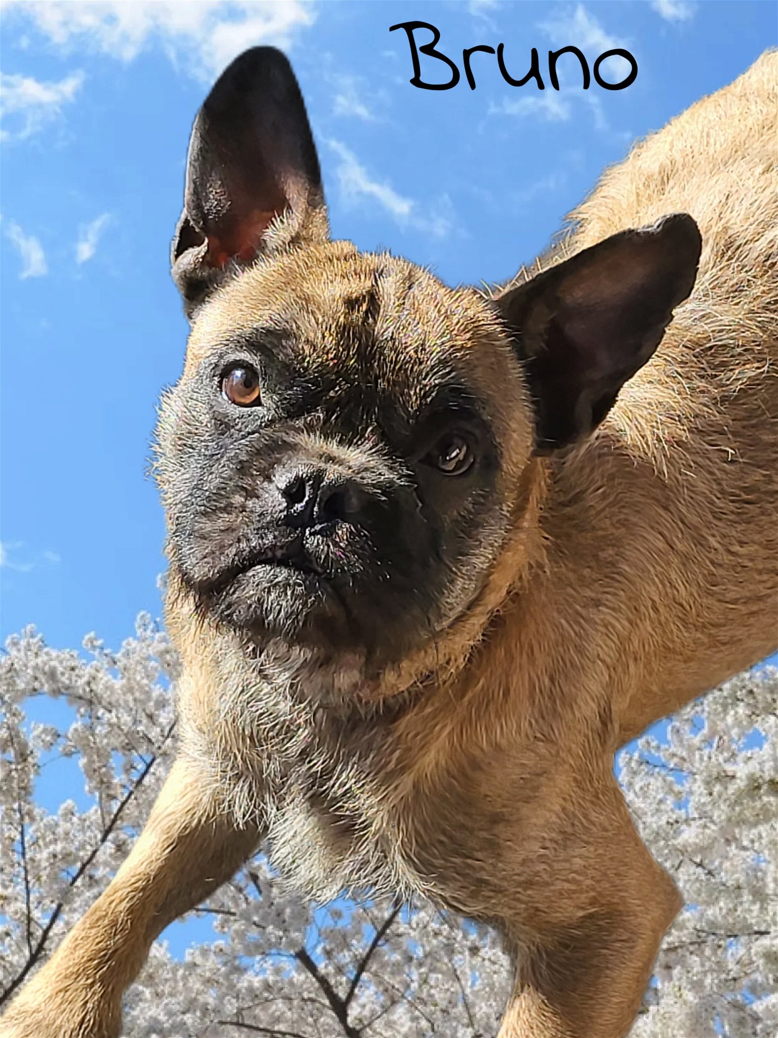 adoptable Dog in Phelan, CA named Bruno