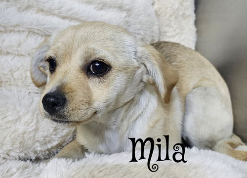 Mila