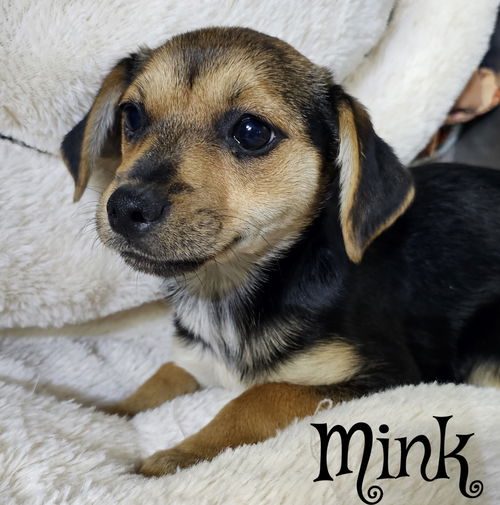 Mink