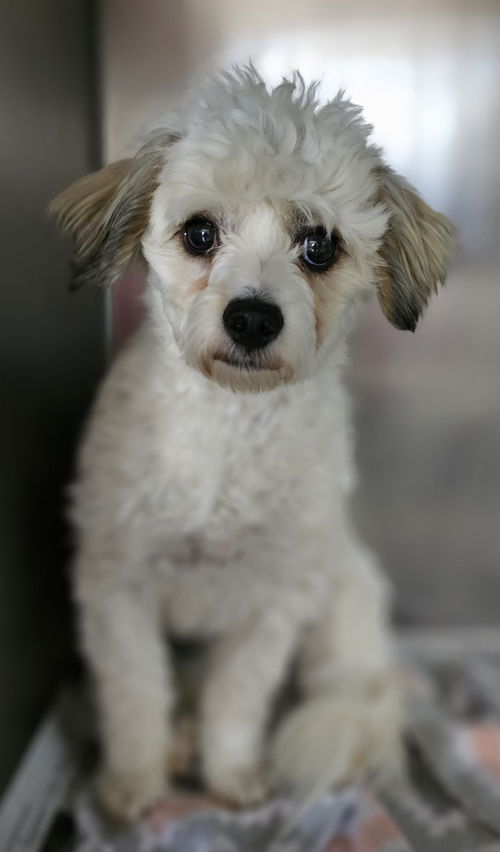 Stella