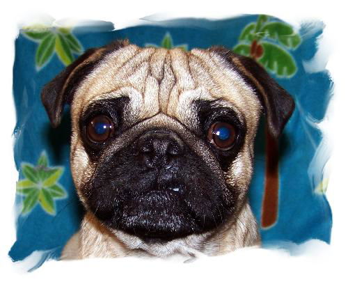 Winston