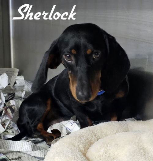 Sherlock