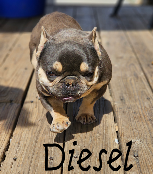 Diesel