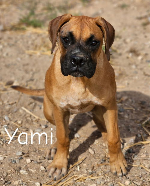 Yami