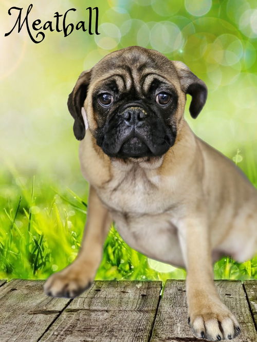 Meatball
