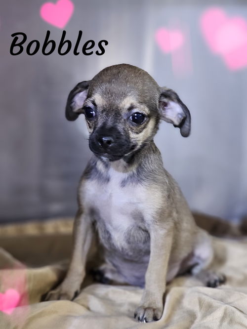 Bobbles