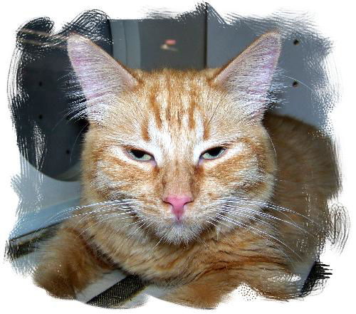Willie