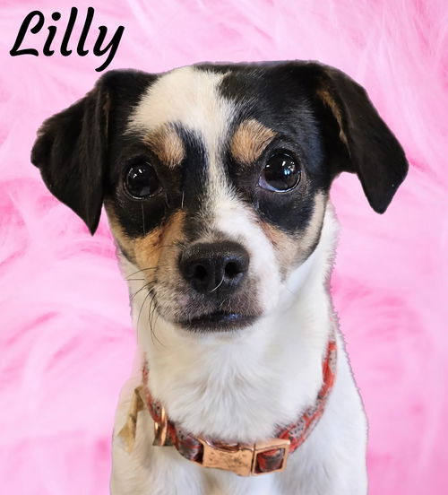 Lilly