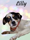 Lilly