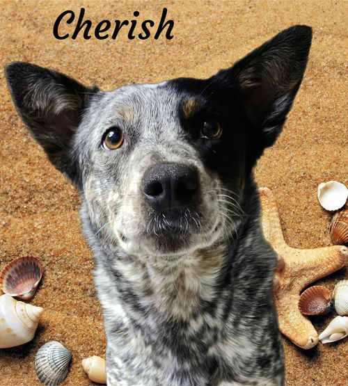 Cherish