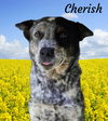 Cherish