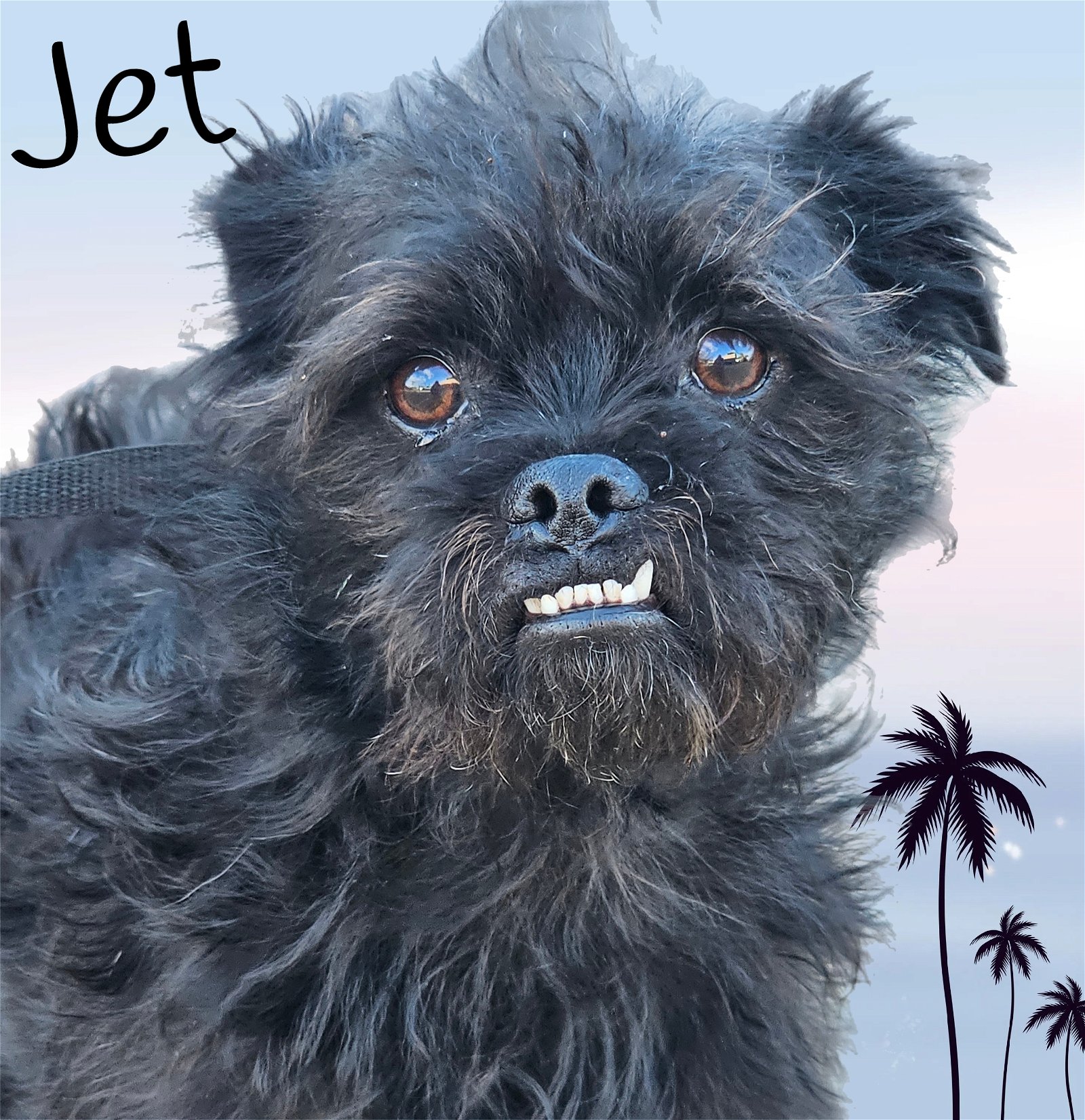 adoptable Dog in Phelan, CA named Jet