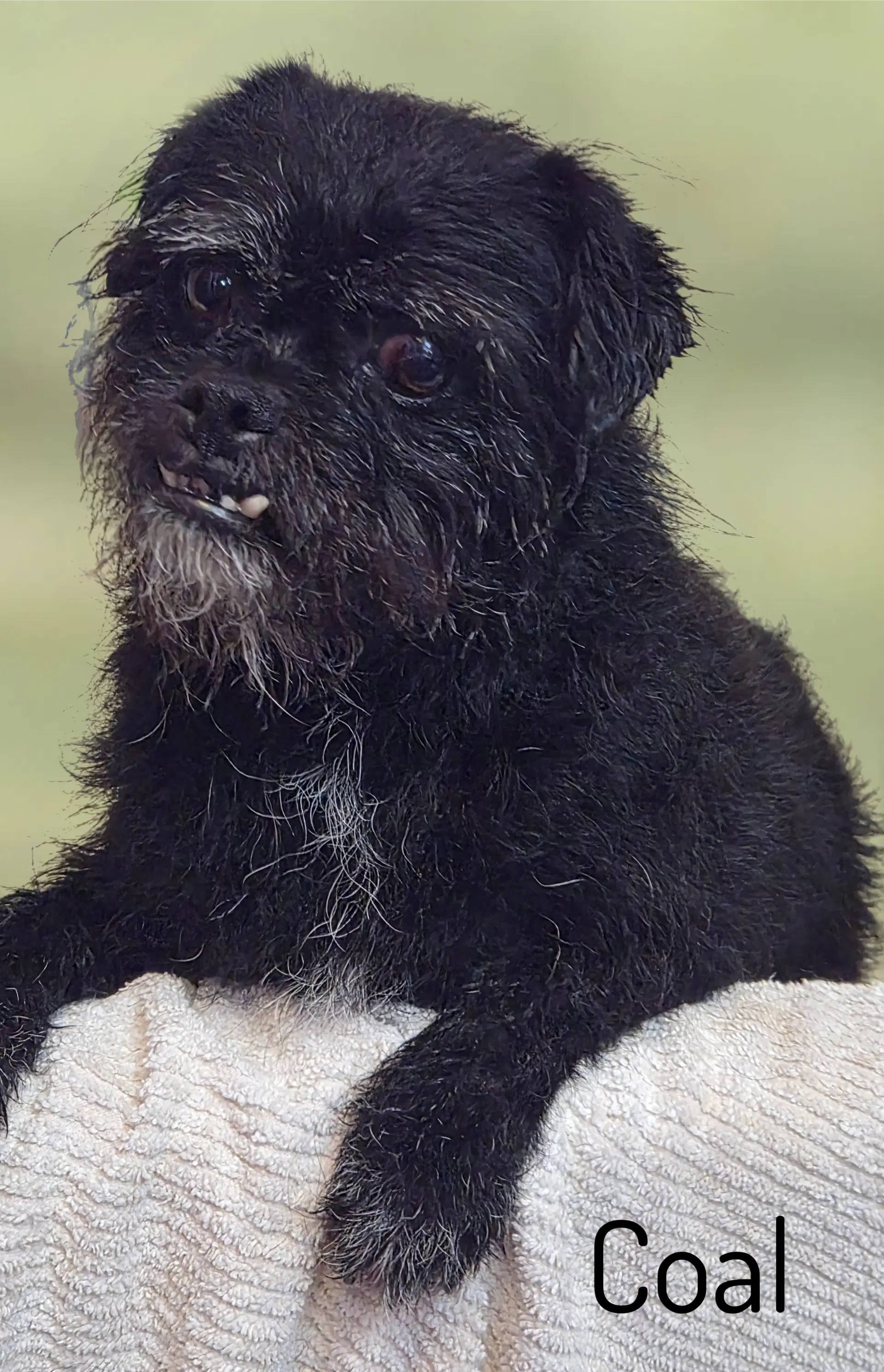 Coal - Pug