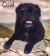 Coal