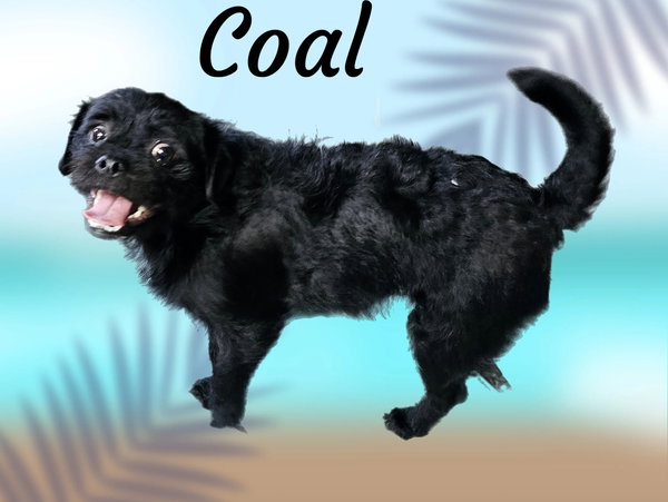 Coal