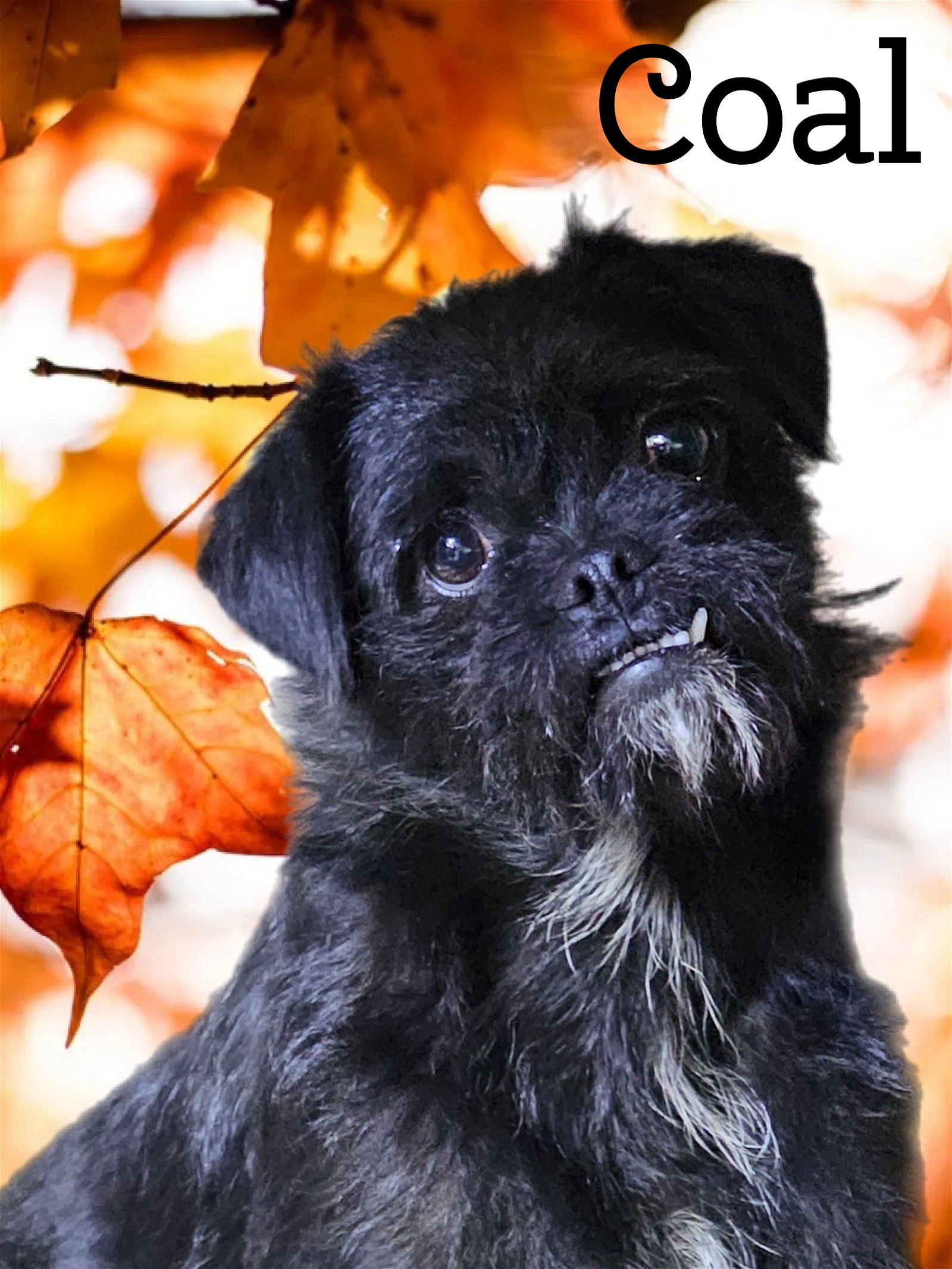 adoptable Dog in Phelan, CA named Coal