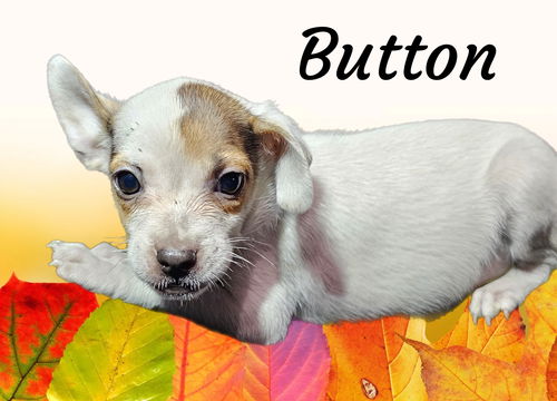Buttons