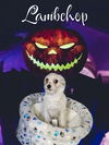 Lambchop