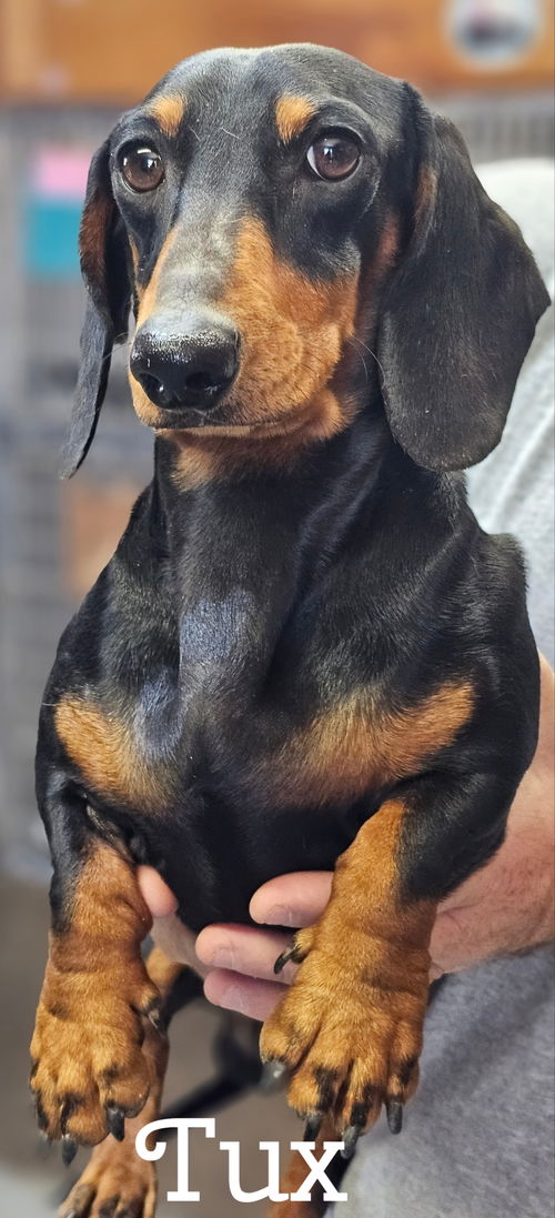 Tux