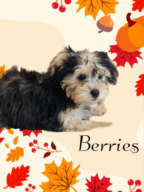 Berries
