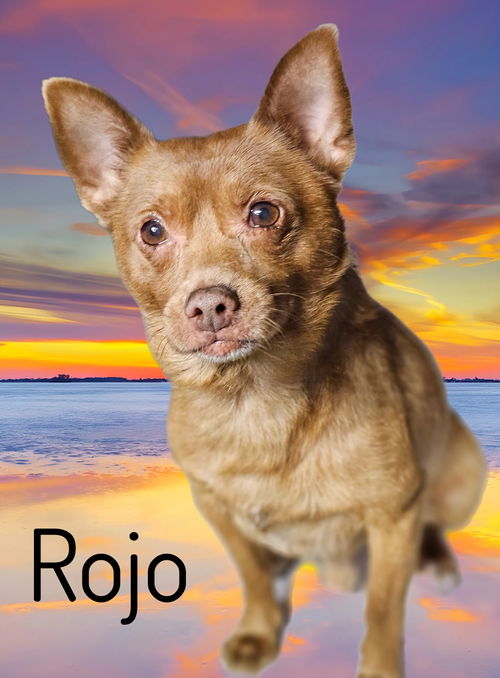 Rojo