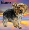 Hinano