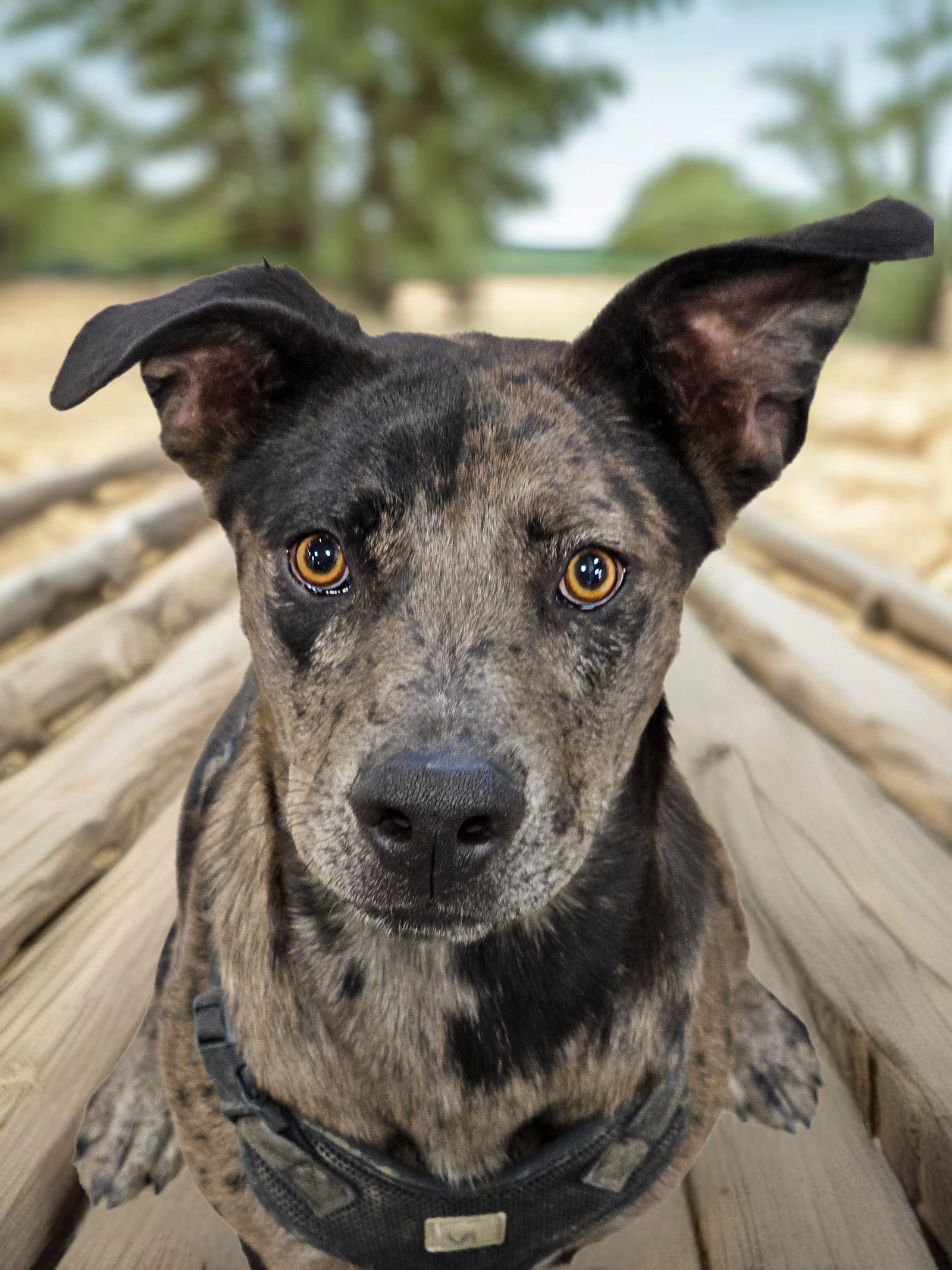 adoptable Dog in Phelan, CA named Sally