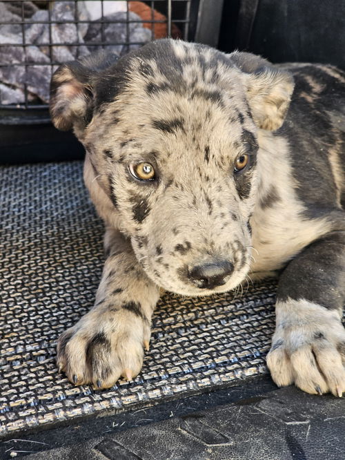 Ruger
