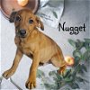 adoptable Dog in  named Nugget