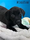 adoptable Dog in phelan, CA named Winston