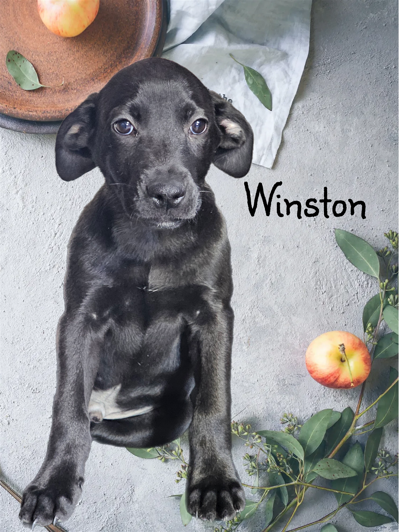 adoptable Dog in Phelan, CA named Winston