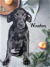 adoptable Dog in  named Winston