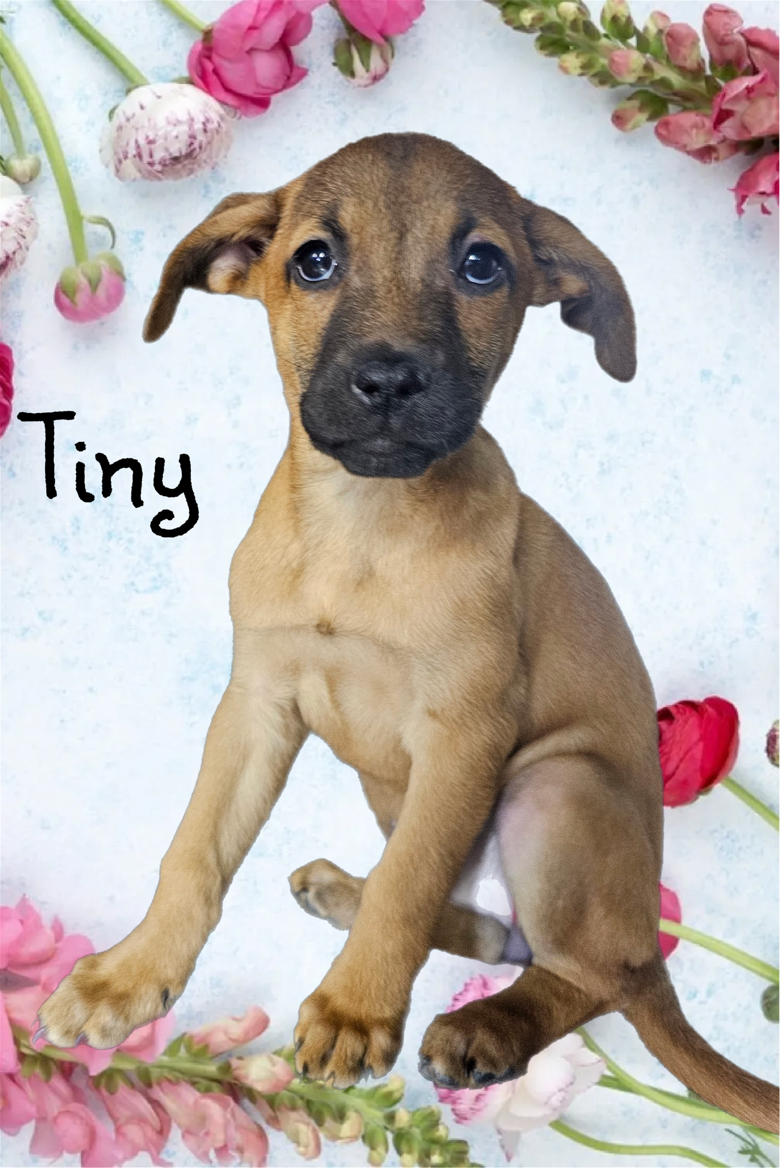 adoptable Dog in Phelan, CA named Tiny