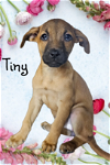 adoptable Dog in  named Tiny