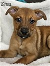 adoptable Dog in phelan, CA named Zena