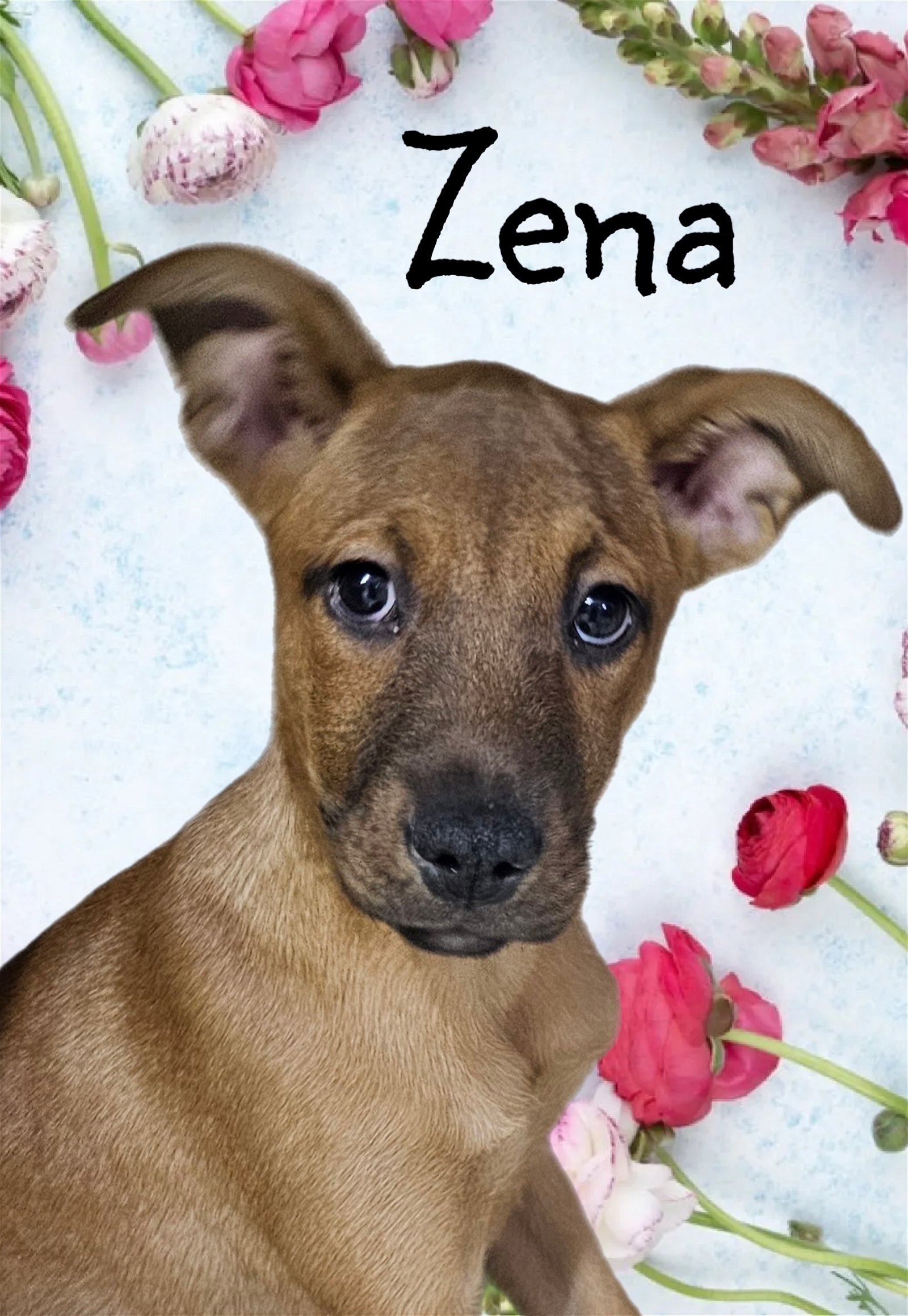 adoptable Dog in Phelan, CA named Zena