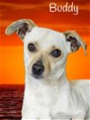 adoptable Dog in phelan, CA named Buddy