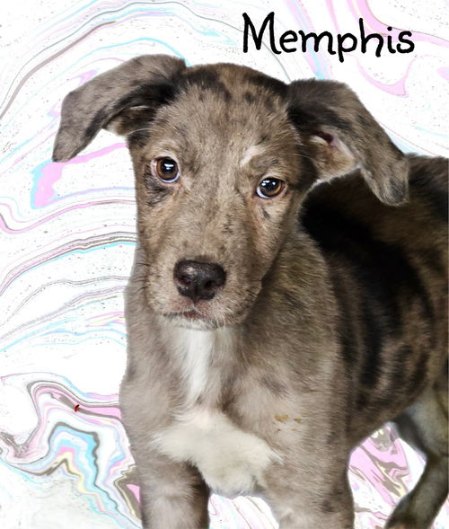 Memphis